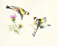 Hilary Mayes Goldfinches