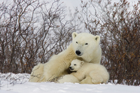 Matthias Breiter Three Month Old Polar Bear Cubs Nursing
