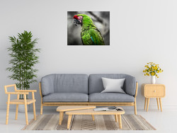 Ronin Green Ara Parrot