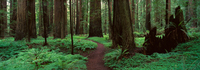 Alain Thomas Redwoods Path