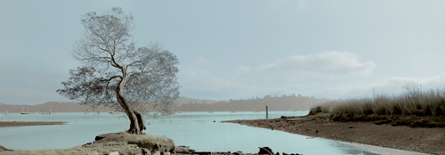 Alan Blaustein Lagoon Oak Tree