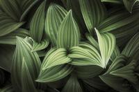 Alan Majchrowitz Corn Lily I