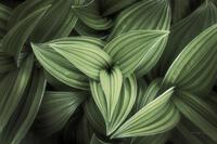 Alan Majchrowitz Corn Lily Ii