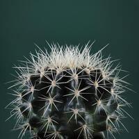 Andre Eichman Cacti Ii