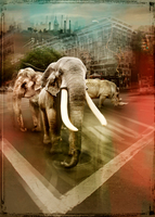 Andre Sanchez Zoo City Elephants