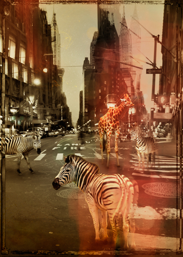 Andre Sanchez Zoo City Zebras