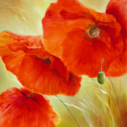 Annette Schmucker Drei Mal Mohn