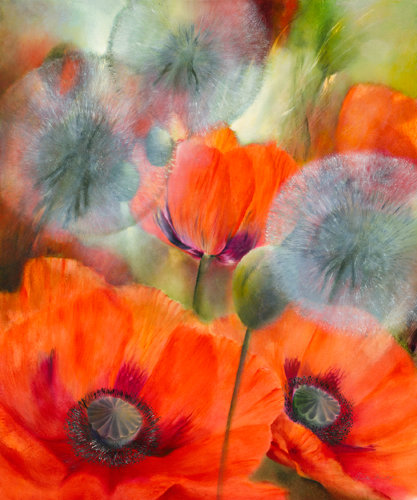 Annette Schmucker Mohn Und Pustelblumen