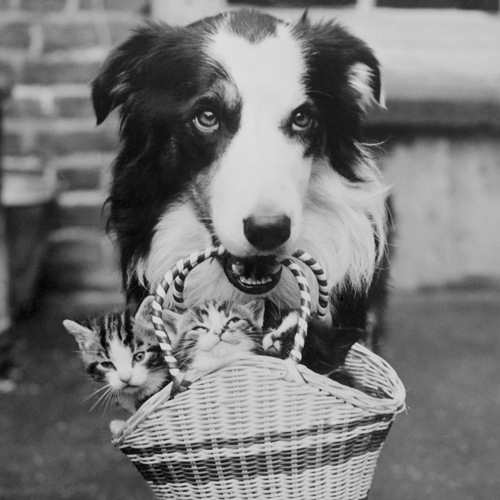 Anonym A Dog Collie With Kittens