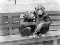 Anonym At The Zoo Chimpanzees