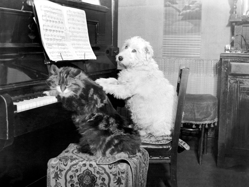 Anonym Cat And Dog Playing Piano