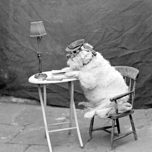 Anonym Chum Reading Dog