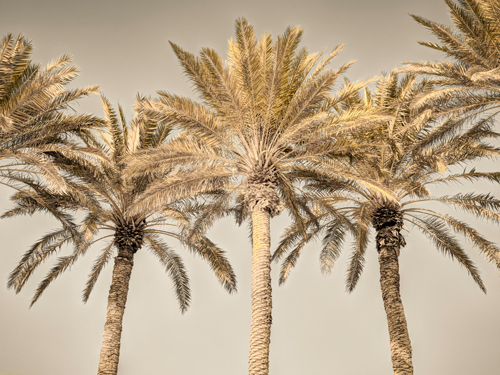 Assaf Frank Palm Trees I