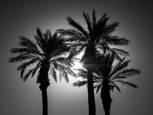 Assaf Frank Palm Trees Ii