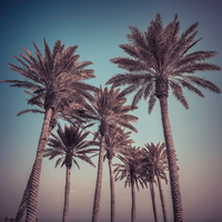 Assaf Frank Palm Trees