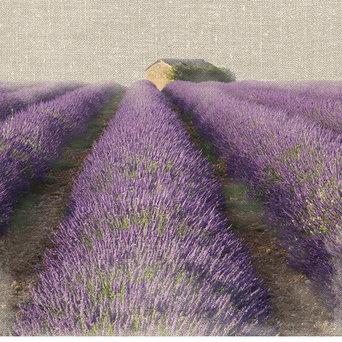Bret Straehling Lavender Field