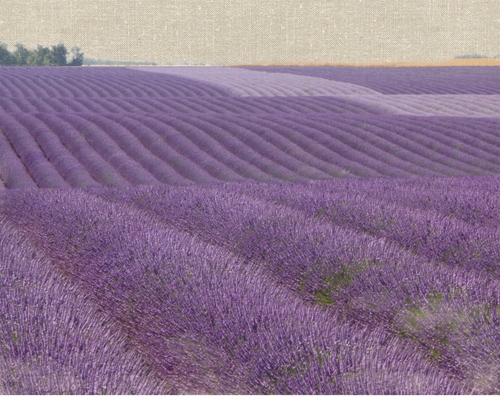 Bret Straehling Lavender On Linen 1