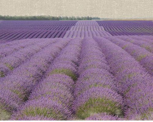 Bret Straehling Lavender On Linen 2