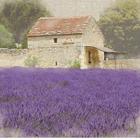Bret Straehling Tuscan Lavender