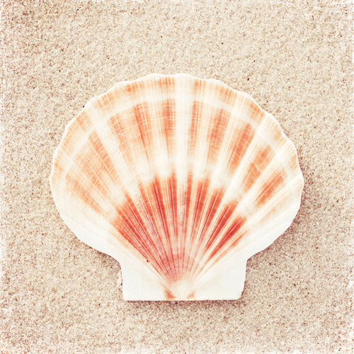 Carolyn Cochrane Scallop Shell