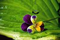 Connie Publicover Pansy Drops