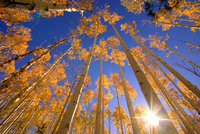 Dale O Dell Winter Aspens