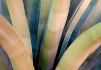 Dana Echolds Agave Tuscon