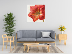 Danhui Nai Vivid Amaryllis