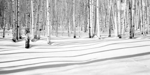 Dave Butcher Aspen Shadows