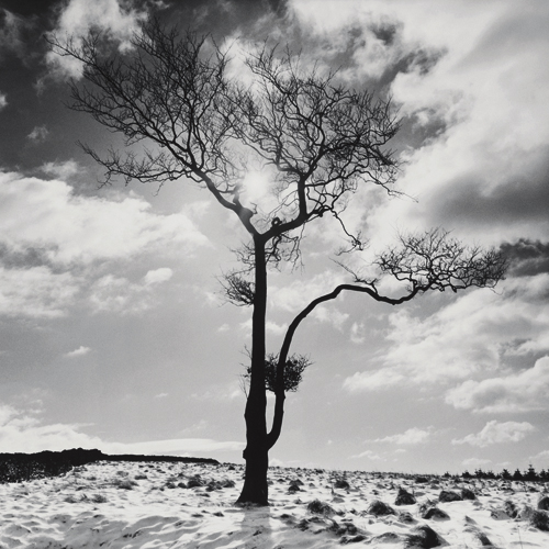 Dave Butcher Lone Tree 2 Peak District England