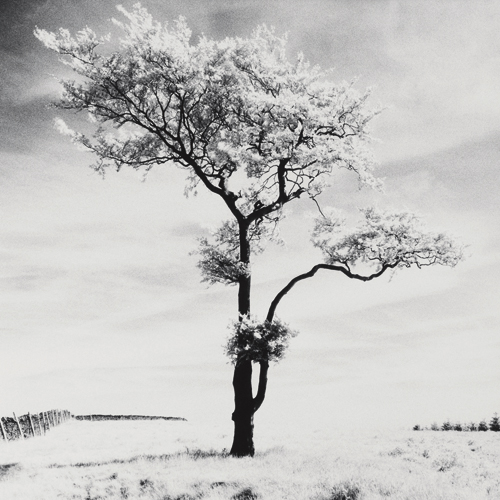 Dave Butcher Lone Tree 3 Peak District England