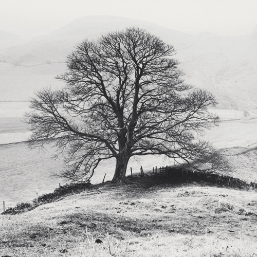 Dave Butcher Misty Tree Peak District England