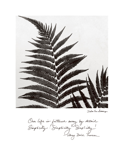 Debra Van Swearingen Delicate Ferns