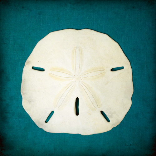 Diana Brennan Sand Dollar Ii