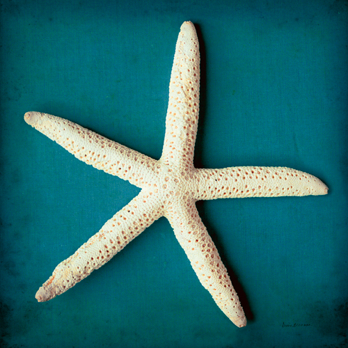 Diana Brennan Sea Star Ii