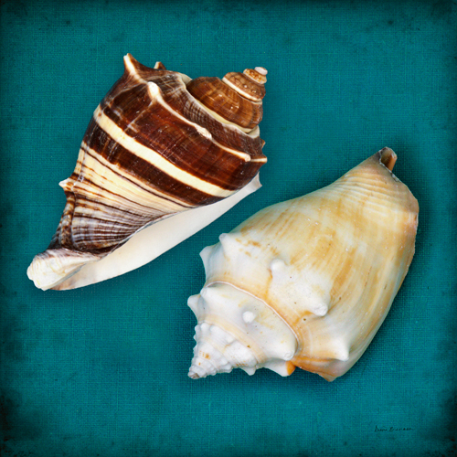 Diana Brennan Two Shells Iii