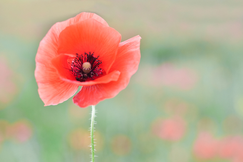 Gaelle Strohmenger Coquelicot