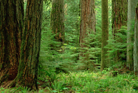 Gerry Ellis Douglas Fir Old Growth Forest Vancouver
