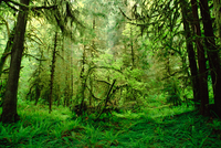 Gerry Ellis Rainforest Hoh River Valley Olympic Na