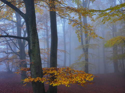 Hans Strand Autumn Forest