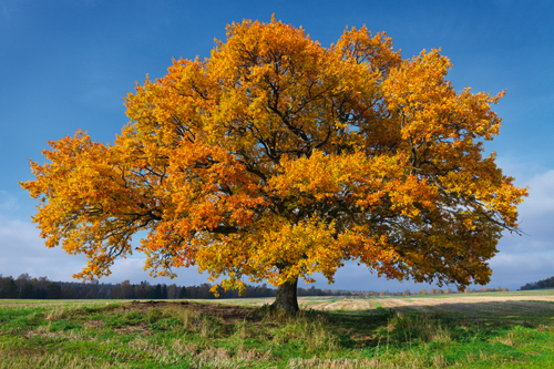 Hans Strand Golden Oak