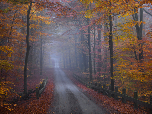 Hans Strand Misty Road