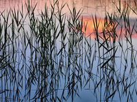 Hans Strand Summer Reed