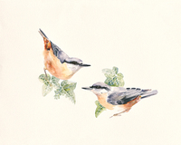 Hilary Mayes Nuthatches