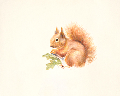 Hilary Mayes Red Squirrel