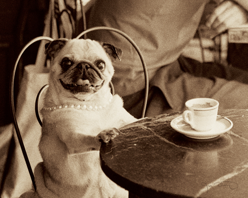 Jim Dratfield Cafe Pug