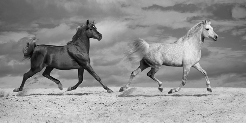 Jorge Llovet Horse Dancers