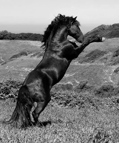 Jorge Llovet Horse Freedom Horse At Liberty