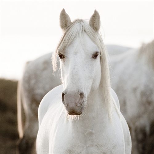 Jorge Llovet Horse