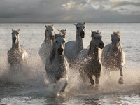 Jorge Llovet Horses Landing At The Beach 39920